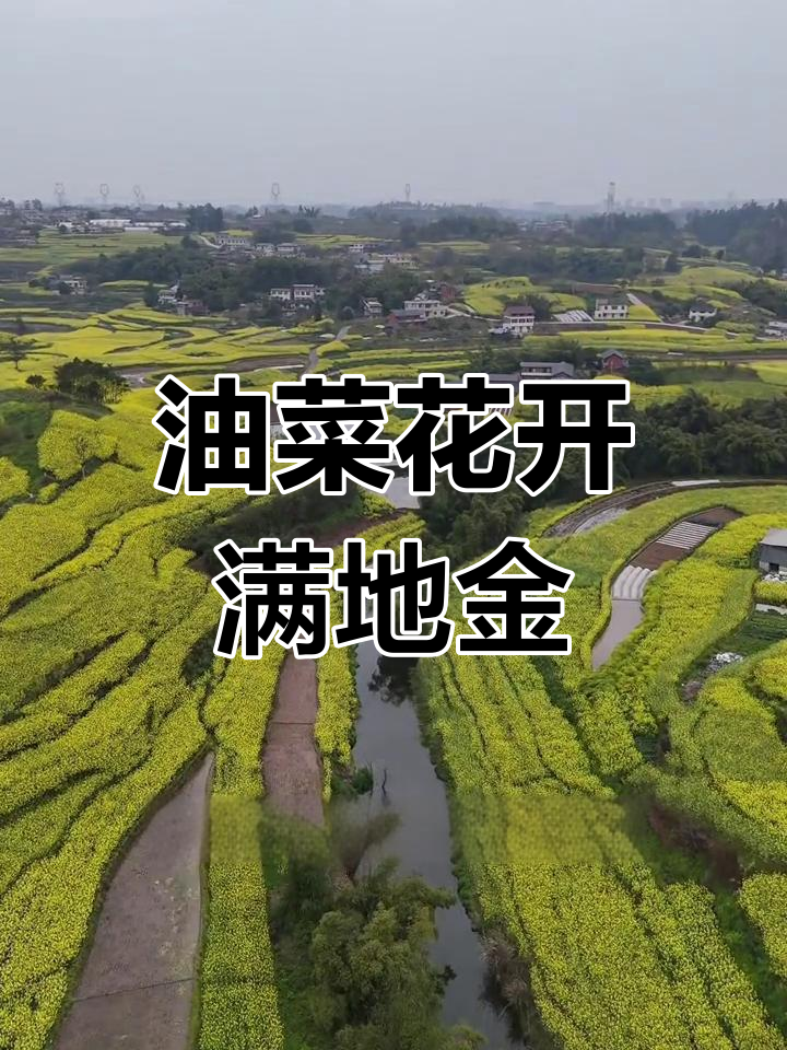 乡村油菜花美景,如诗如画般的春天画卷