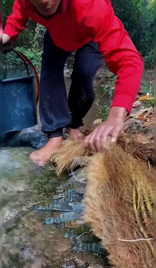 用方法抓虾,河虾上岸等着你来抓我的乡村生活逮鱼摸虾好东西一起分享真实户外大海的馈赠hh