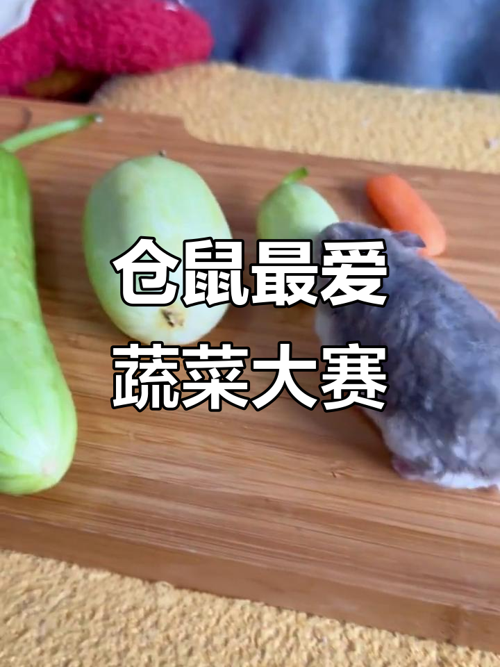 仓鼠试吃高级水果蔬菜,结果竟然这样!