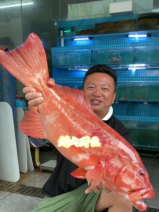 12斤超大野生东星斑,鱼头双色剁椒蒸,鱼肉和肥肠做个伴