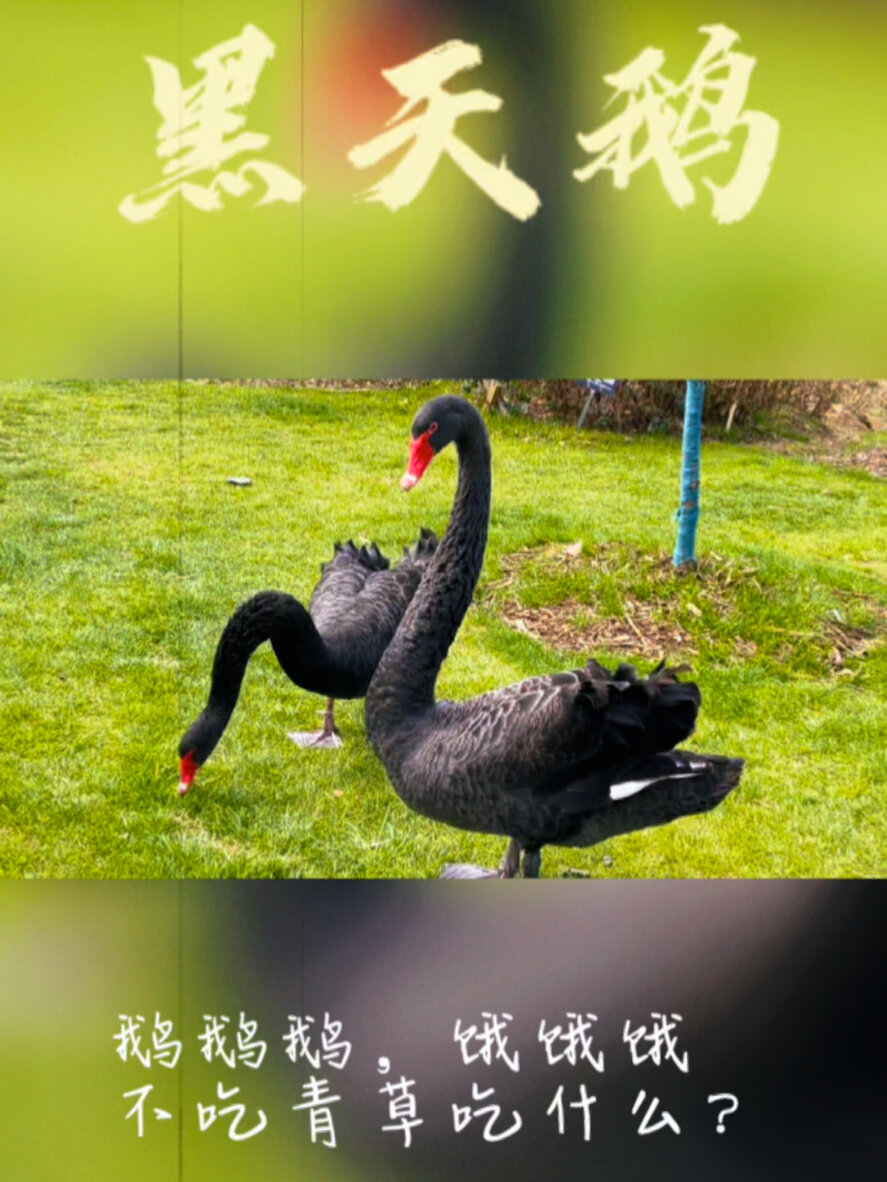 黑天鹅爱吃什么?