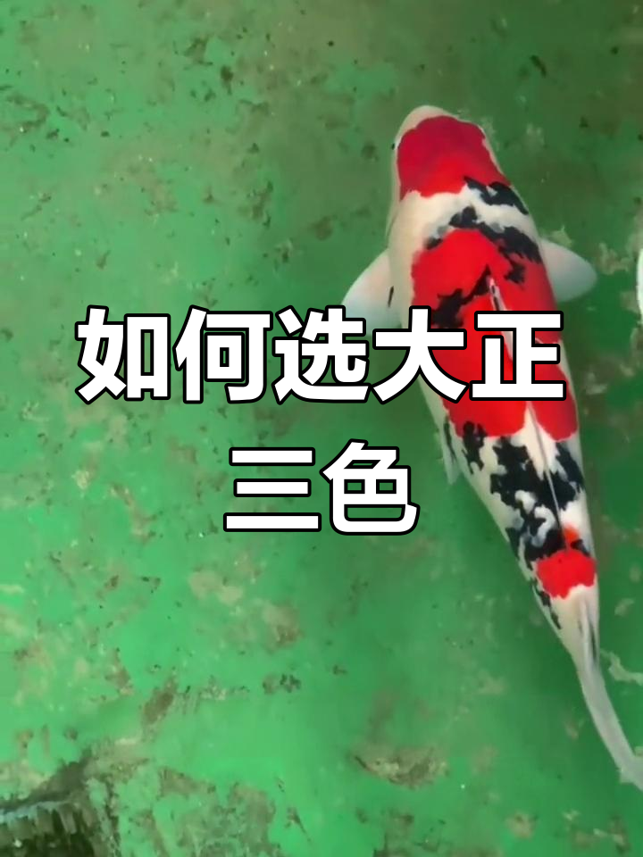 大正三色锦鲤挑选指南:如何选择优质品种