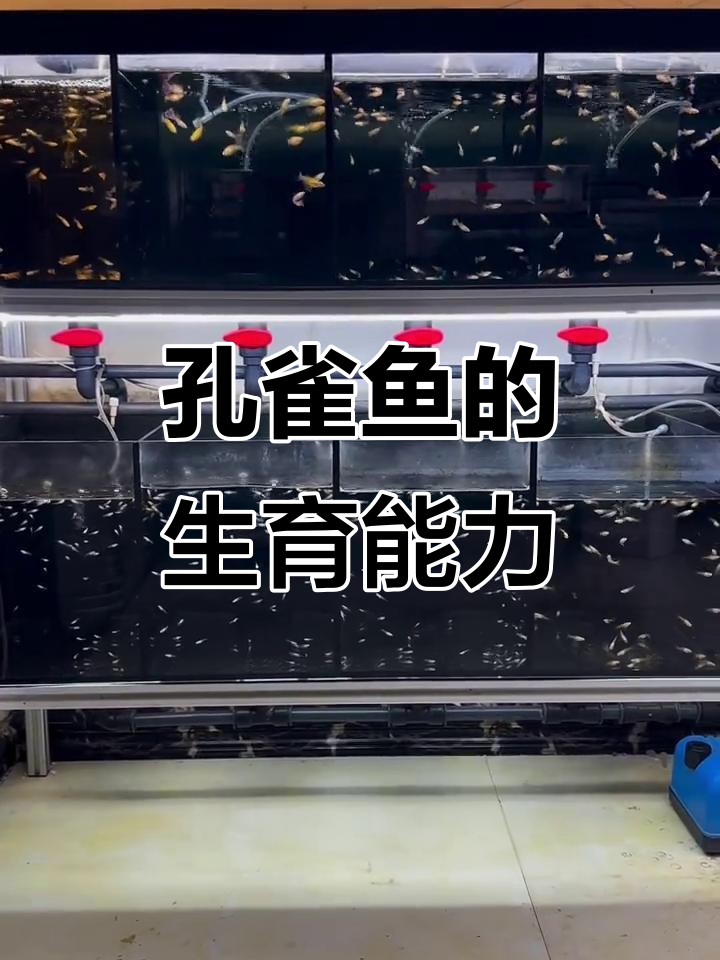 孔雀鱼一次能生多少小鱼?繁殖频率揭秘