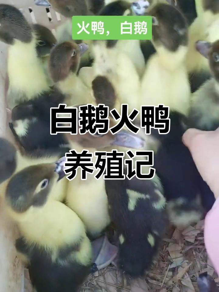 火鸭与白鹅养殖:创业女人的故事