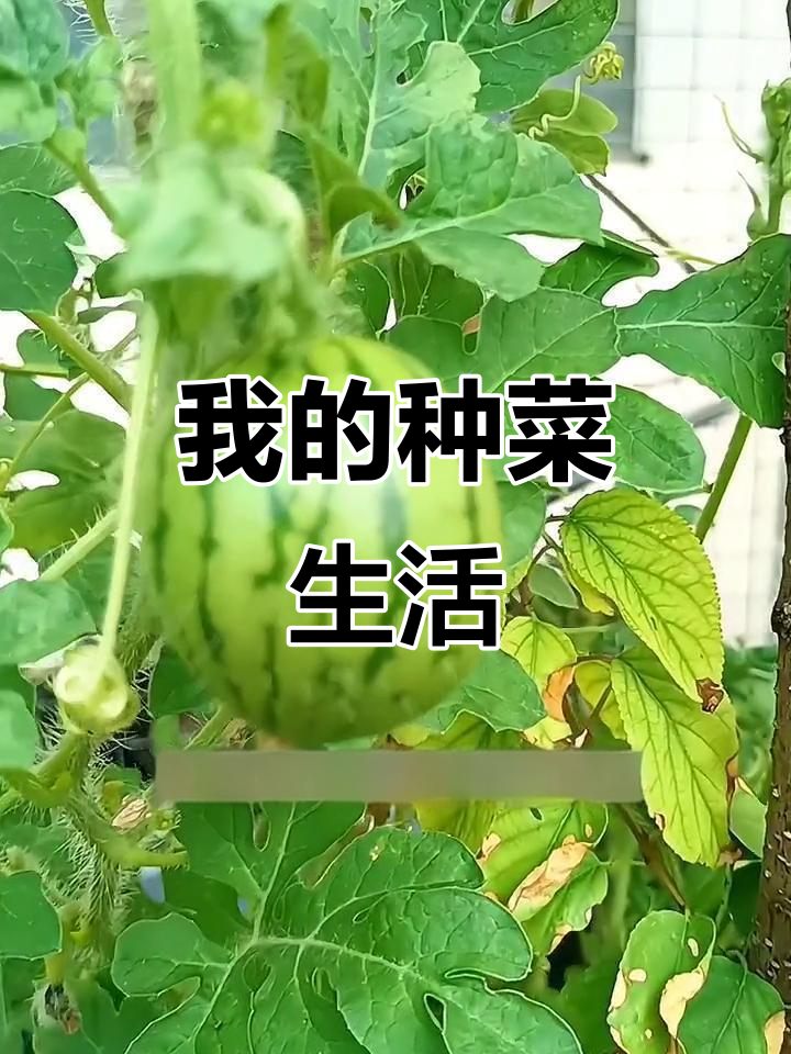 菜园里的快乐日常,晒瓜摘果忙不停