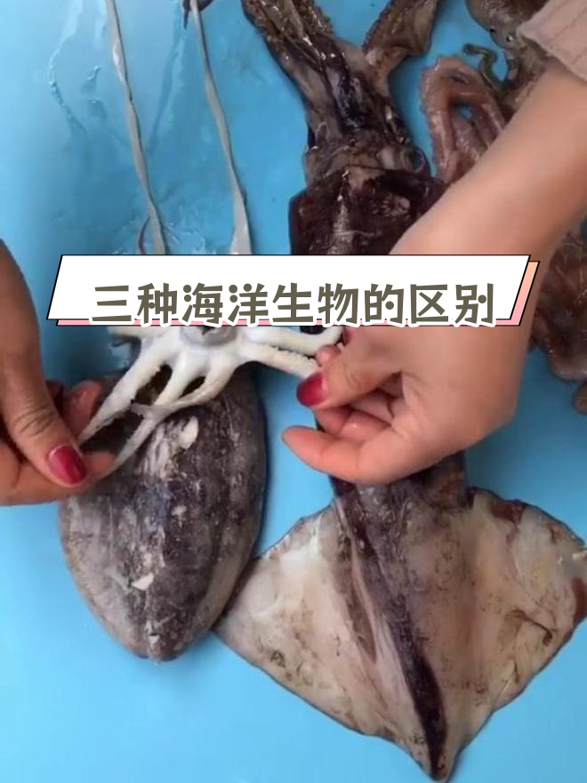 章鱼、鱿鱼和墨鱼的差异解析
