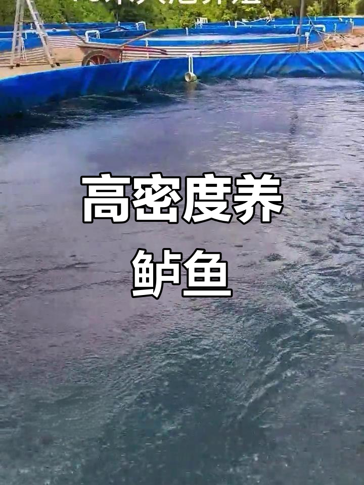 探访杜心宝帆布鱼池养殖基地,鲈鱼高位池养殖揭秘