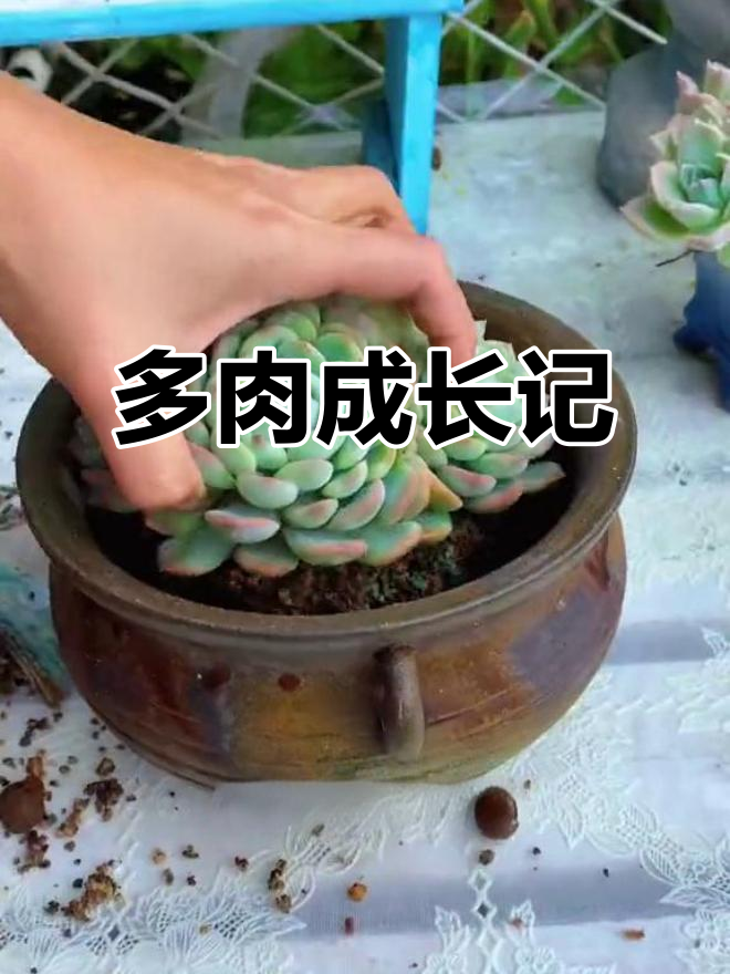 半年内，草莓沙冰多肉从颗粒土中长成大盆植物
