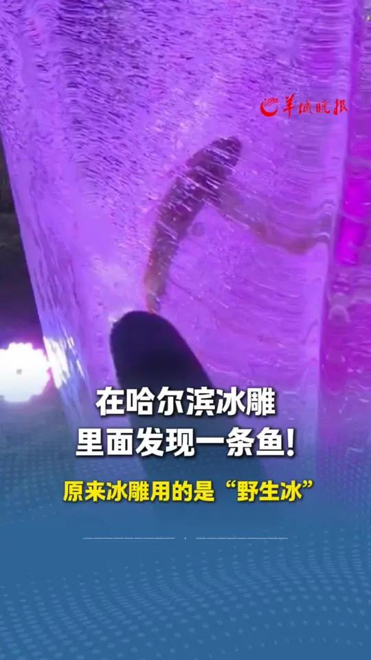 网友在哈尔滨冰雕里面发现一条鱼,原来冰雕用的是“野生冰”
