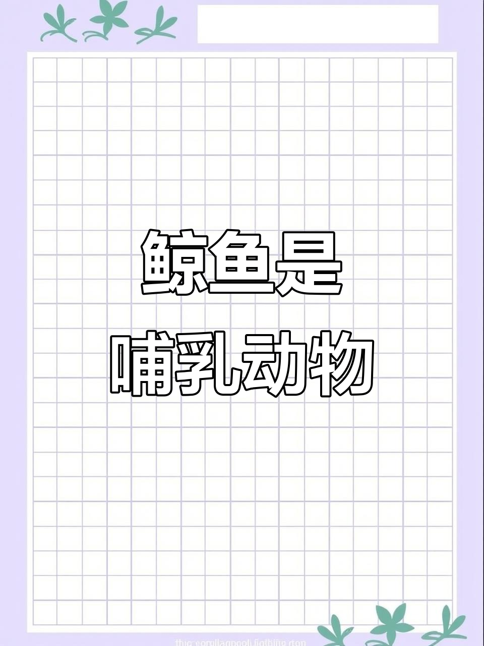 鲸鱼不是鱼类?揭秘哺乳动物的真实身份