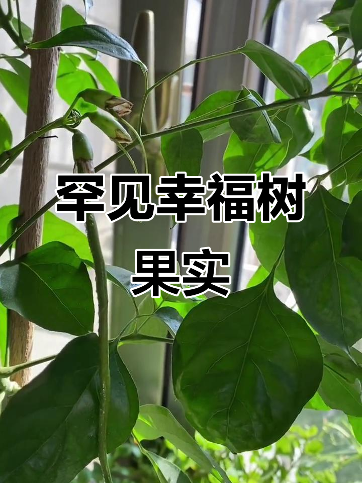幸福树的神秘果实,你见过吗?