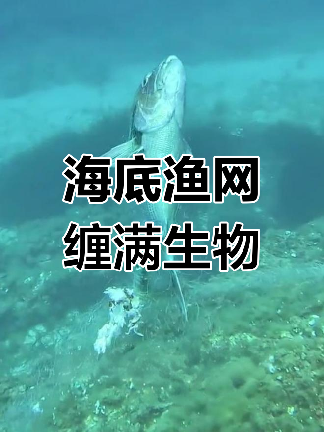 海底渔网困住大量鱼虾,男子清理废弃网救动物