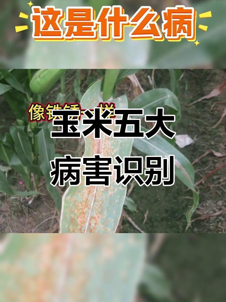 玉米常见病害全解析,防治方法一网打尽