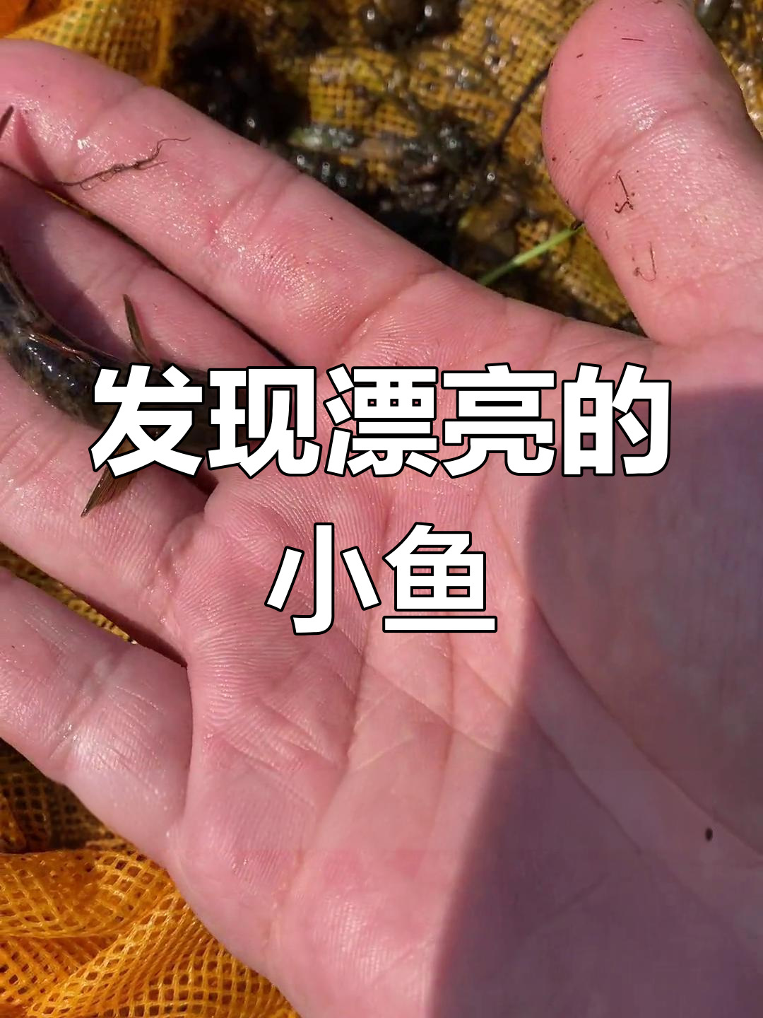 石头下藏着美丽小鱼,竟然有这么漂亮的原生鱼!