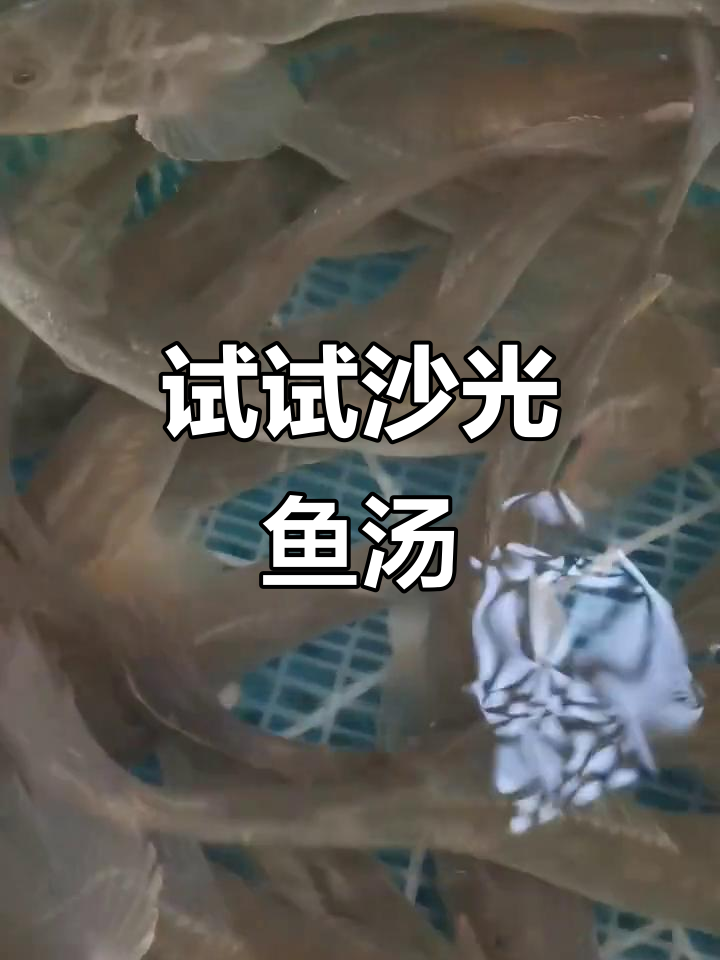 喜欢喝鱼汤的朋友,沙光鱼的鲜美不容错过!