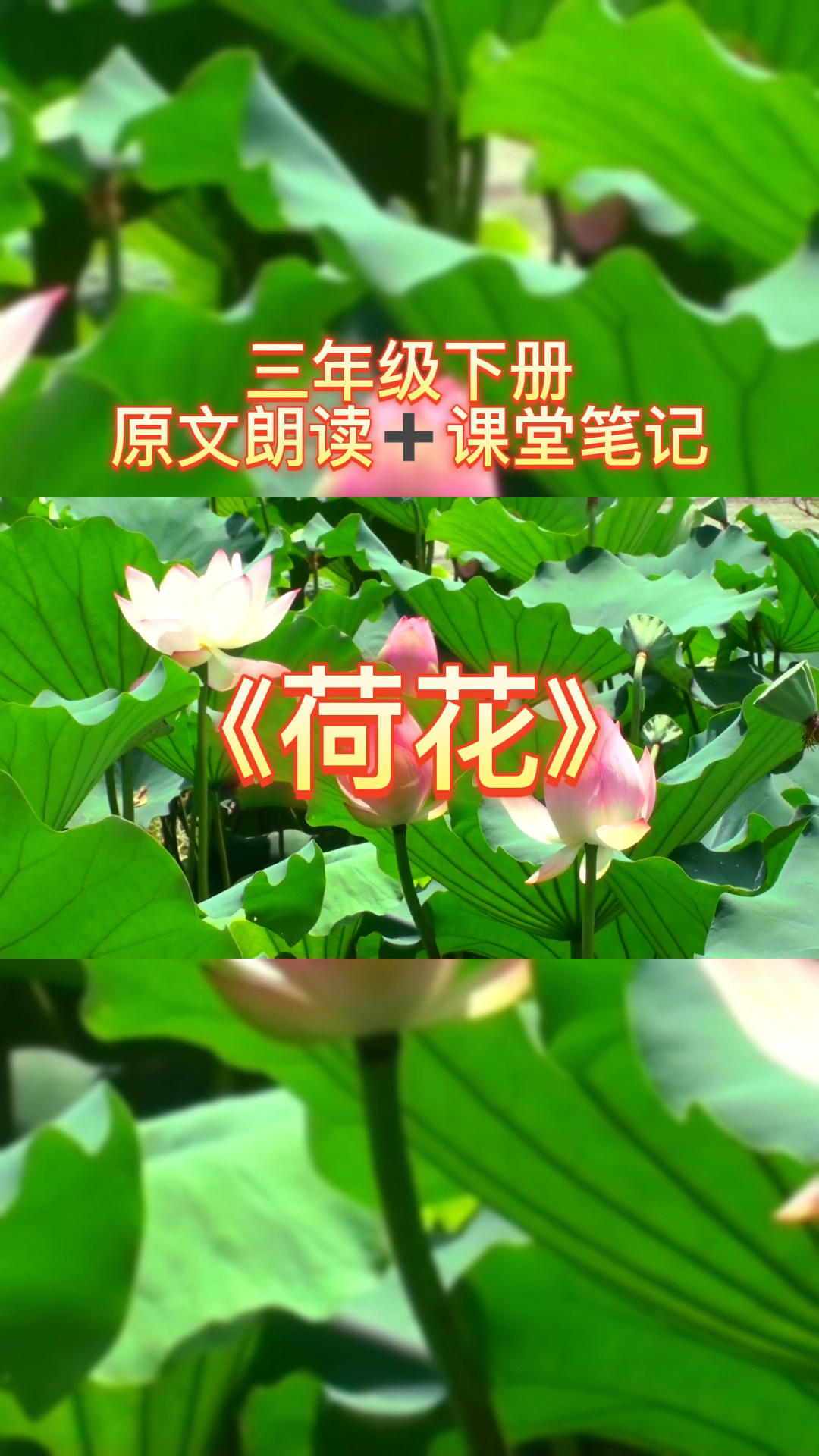 三下课文《荷花》课堂笔记