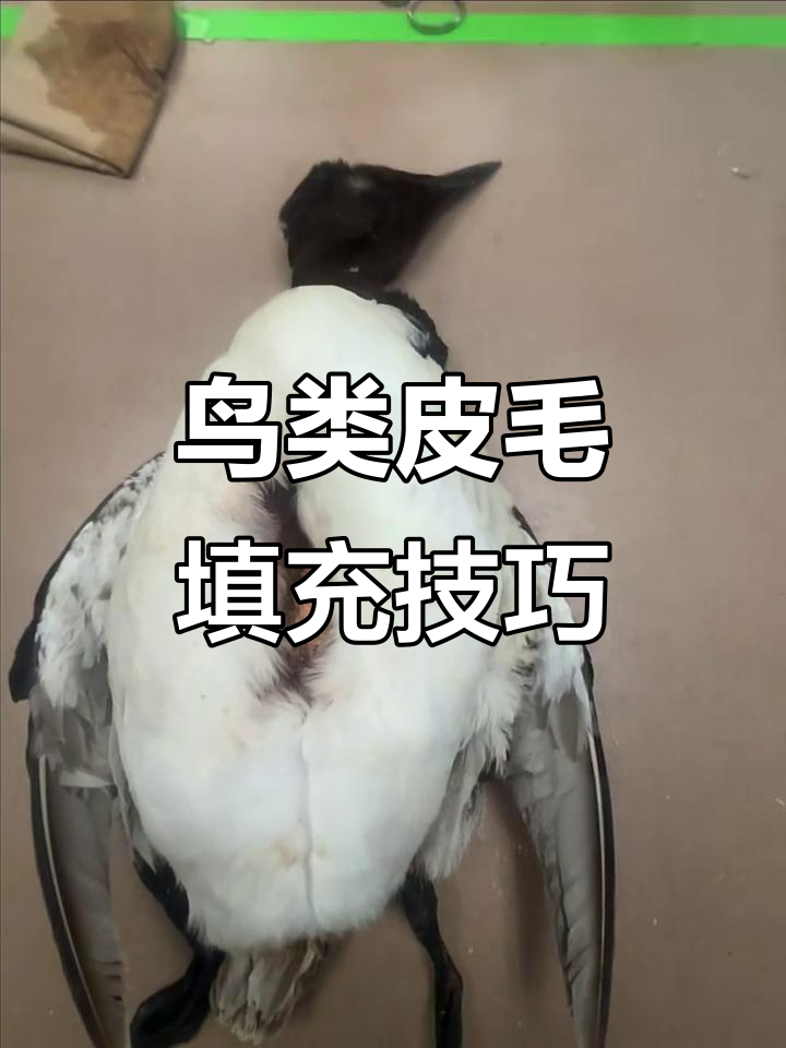 鸟类标本制作:从眼球到羽毛的细节步骤解析