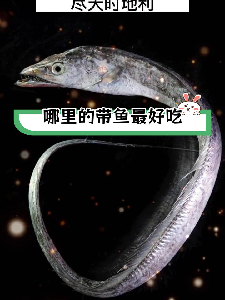 国产带鱼哪里最美味?南北差异大解析