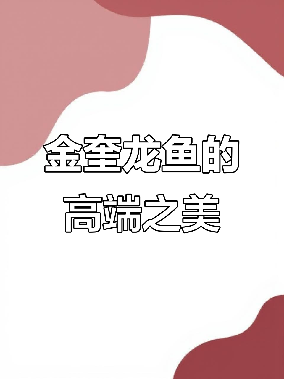 新加坡金奎龙鱼:高端观赏鱼的魅力与价值