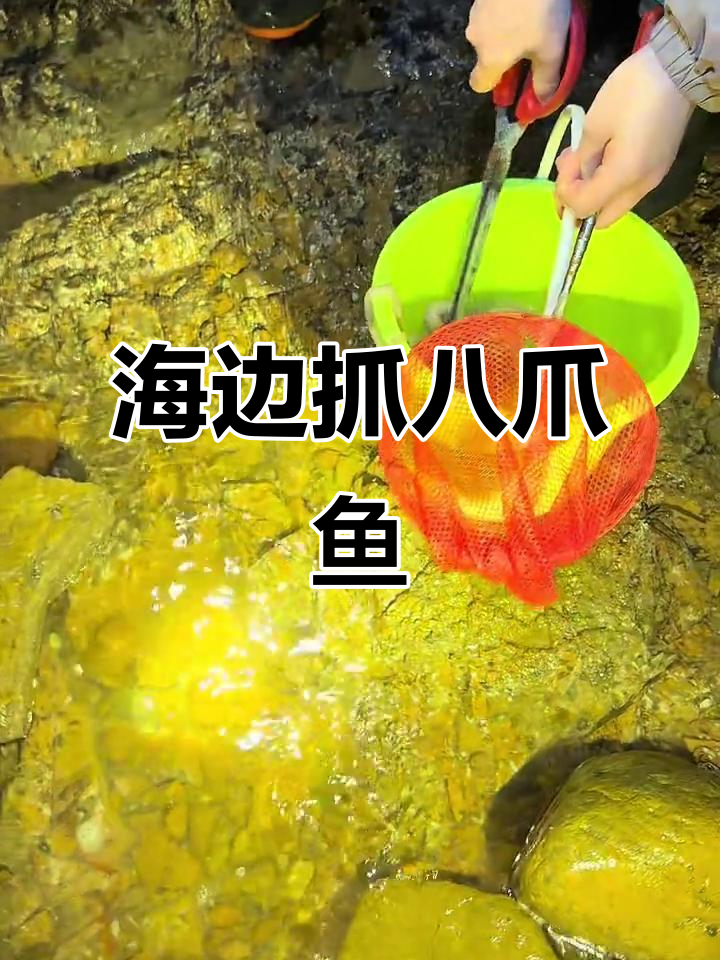 5月青岛海边赶海,轻松捕捉八爪鱼!