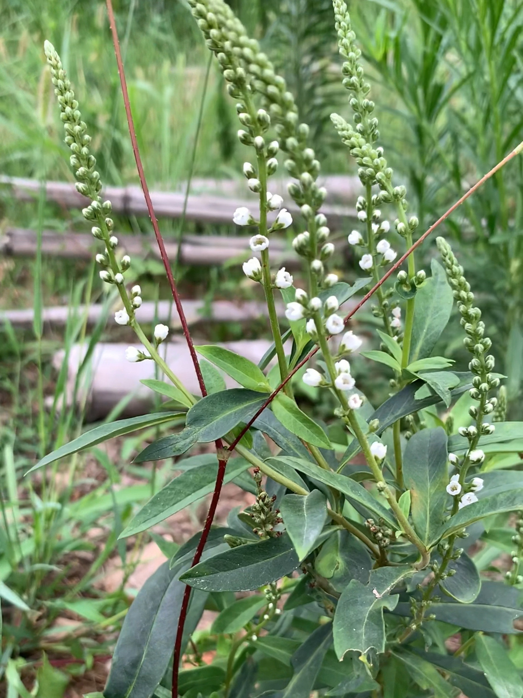 叫“满天星”的植物之—星宿菜