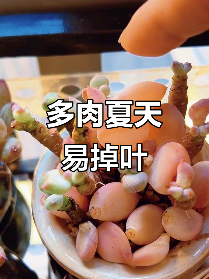 广东夏季多肉掉叶成常态，三日月美人也难逃秃顶命运