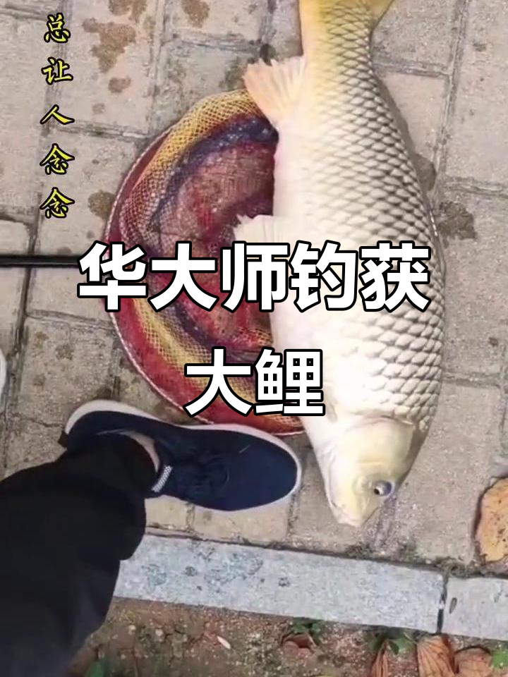 钓鱼人梦想百斤巨物,华大师野钓大鲤鱼现场实拍