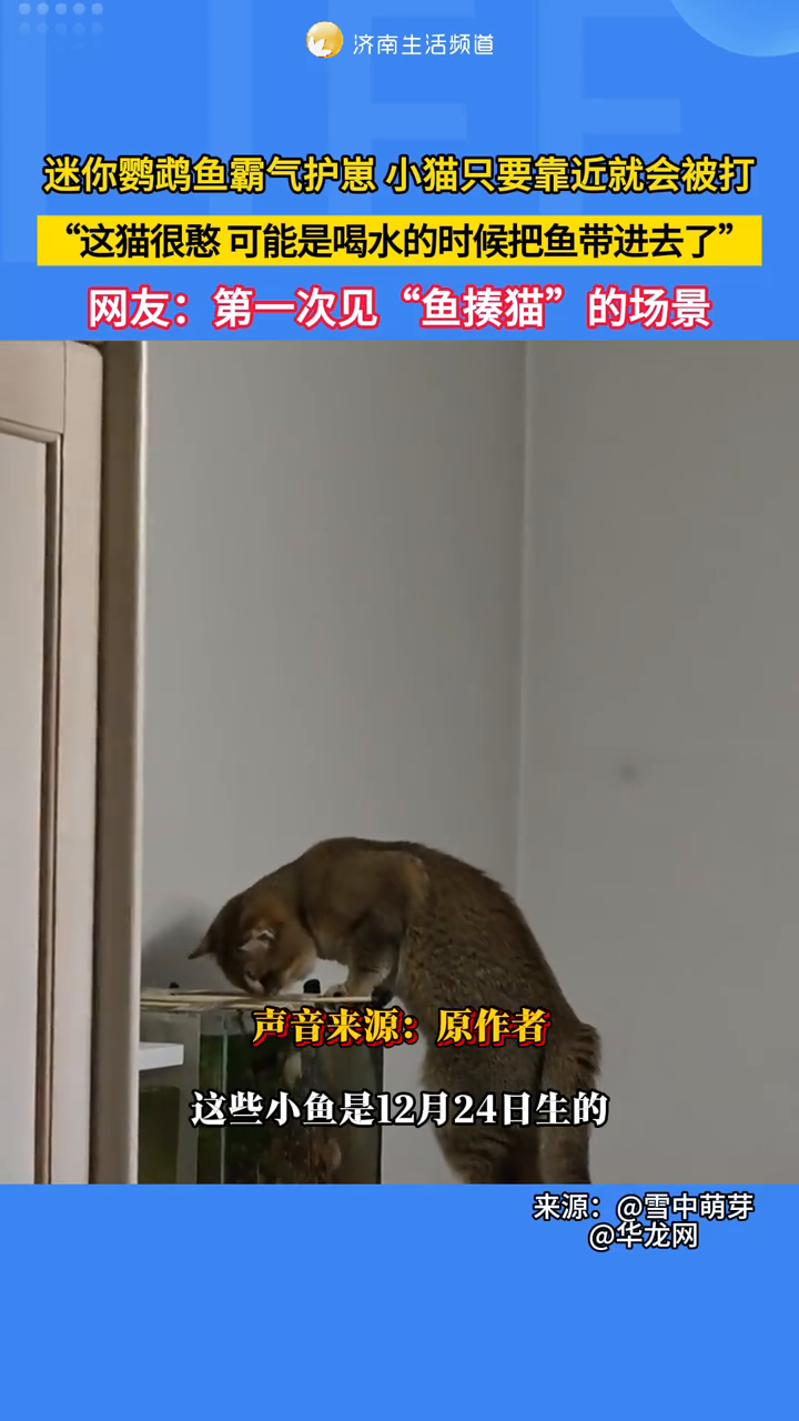 迷你鹦鹉鱼霸气护崽，小猫只要靠近就会被打