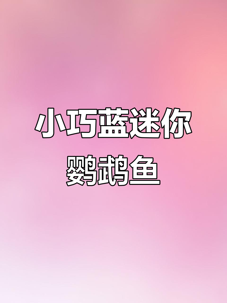 蓝迷你鹦鹉鱼:梦幻宝蓝色,小巧灵动的水中精灵