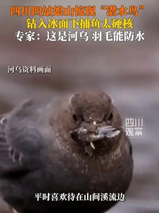 近日，有网友在四川四姑娘山拍到“潜水鸟”。12月4日，四川观察采访动物专家：这并非普通水鸟