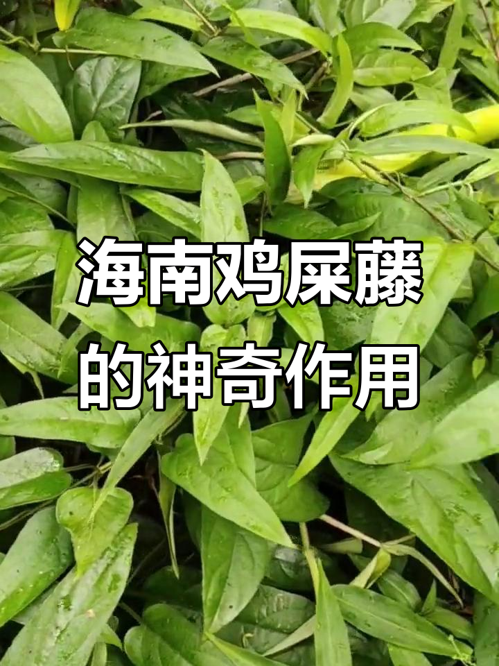 海南鸡屎藤:从民间滋补到现代美食,药用价值高