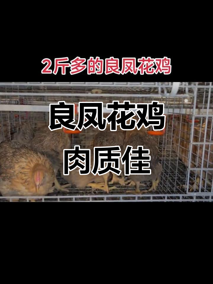 良凤花鸡生长迅速，肉质鲜美，堪比土鸡