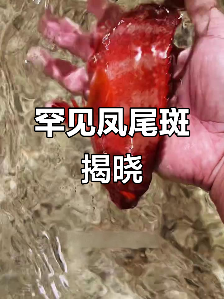 凤尾斑揭秘:稀有石斑鱼,价格惊人!