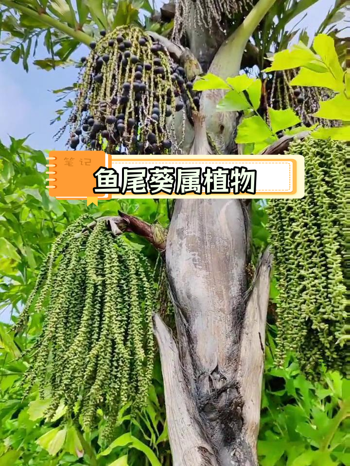 鱼尾葵:棕榈科灌木植物,果实可做手串原料