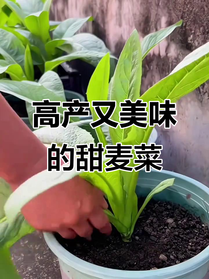 这款甜麦菜,种植简单、产量高,口感绝佳!