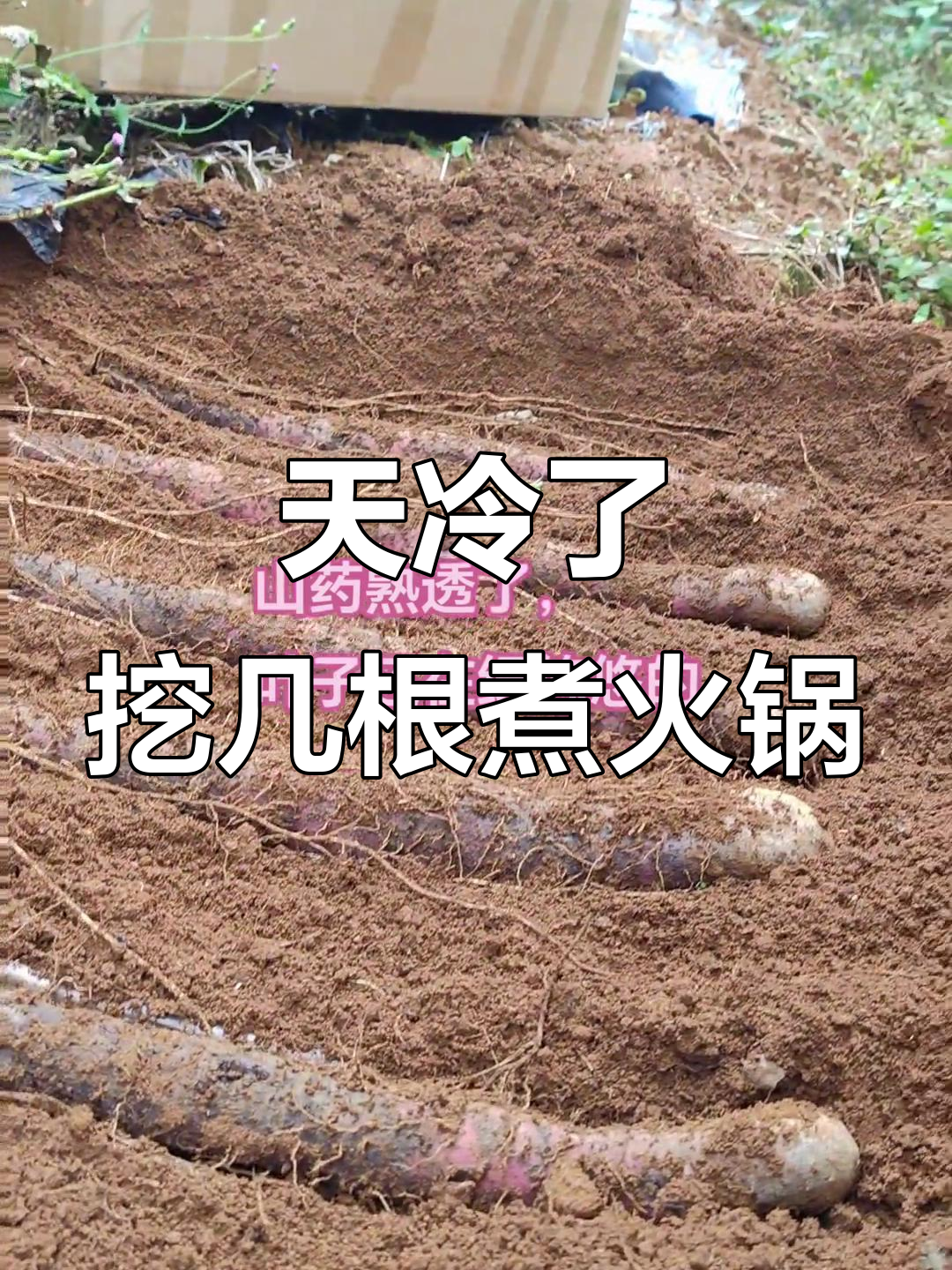 冷天必备火锅食材,新鲜农产品等你带回家