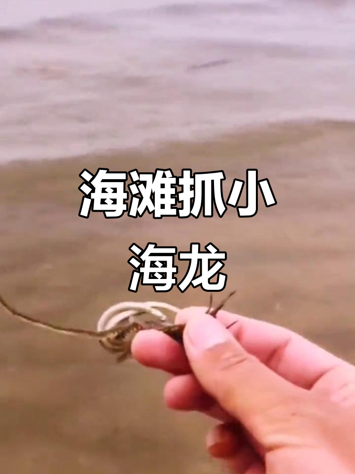 海滩捡到海龙鱼,珍贵药材回归大海