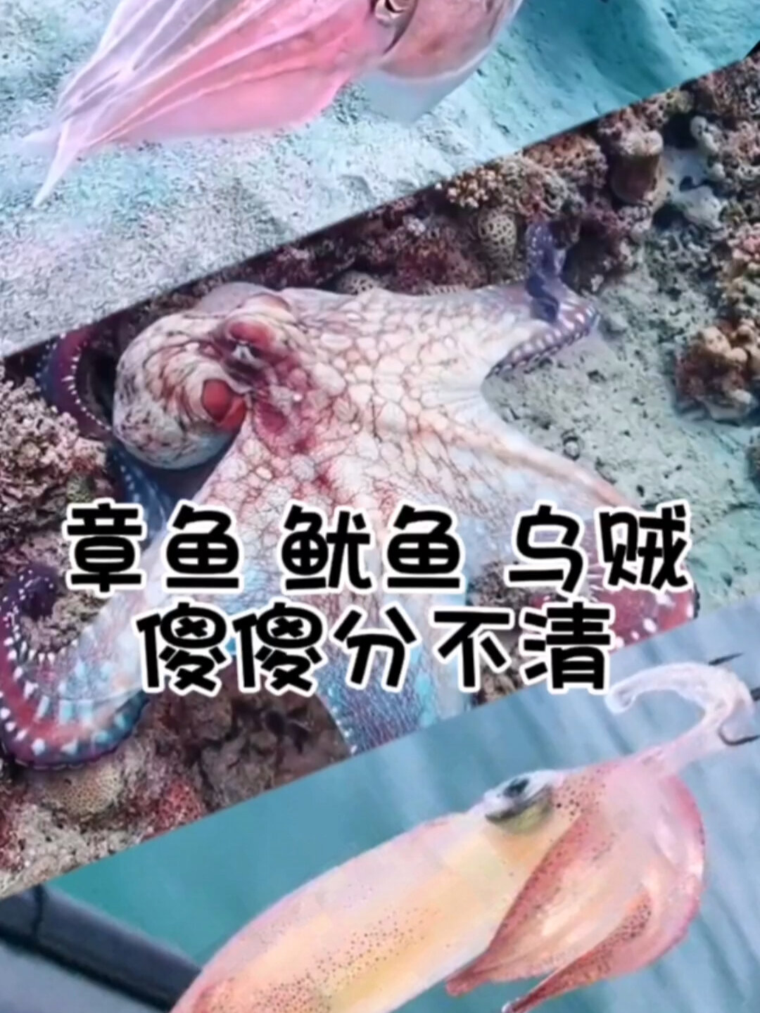 每天一条热知识|章鱼、鱿鱼、乌贼如何区分!
