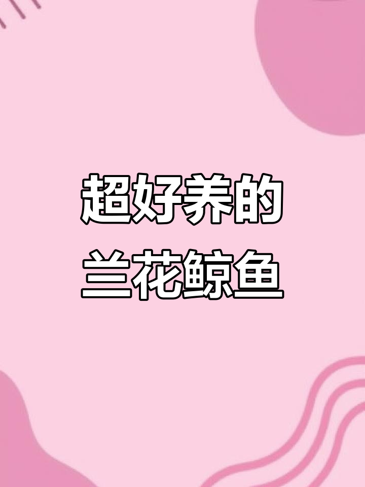 兰花鲸鱼:冷水观赏鱼的互动达人,抗病耐寒能力超强