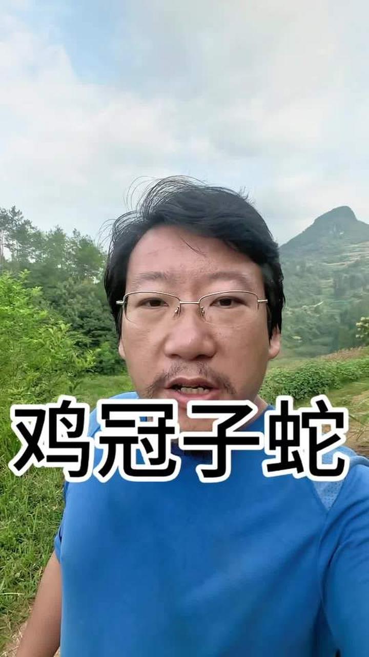 小时候听老人神侃鸡冠子蛇,长大后难寻存在记录