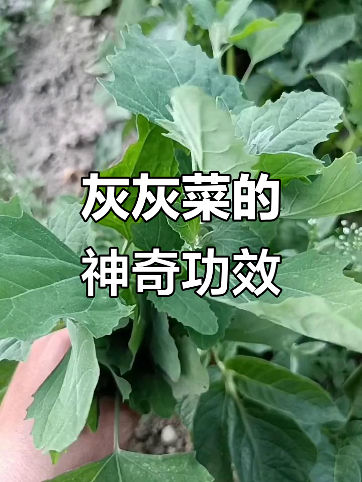 灰灰菜：美味野草，清热利湿又防贫血