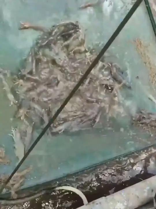 虹彩病的应对之法,养虾人要知道 水产养殖 南美白对虾 养虾人 高密度养殖 水产人