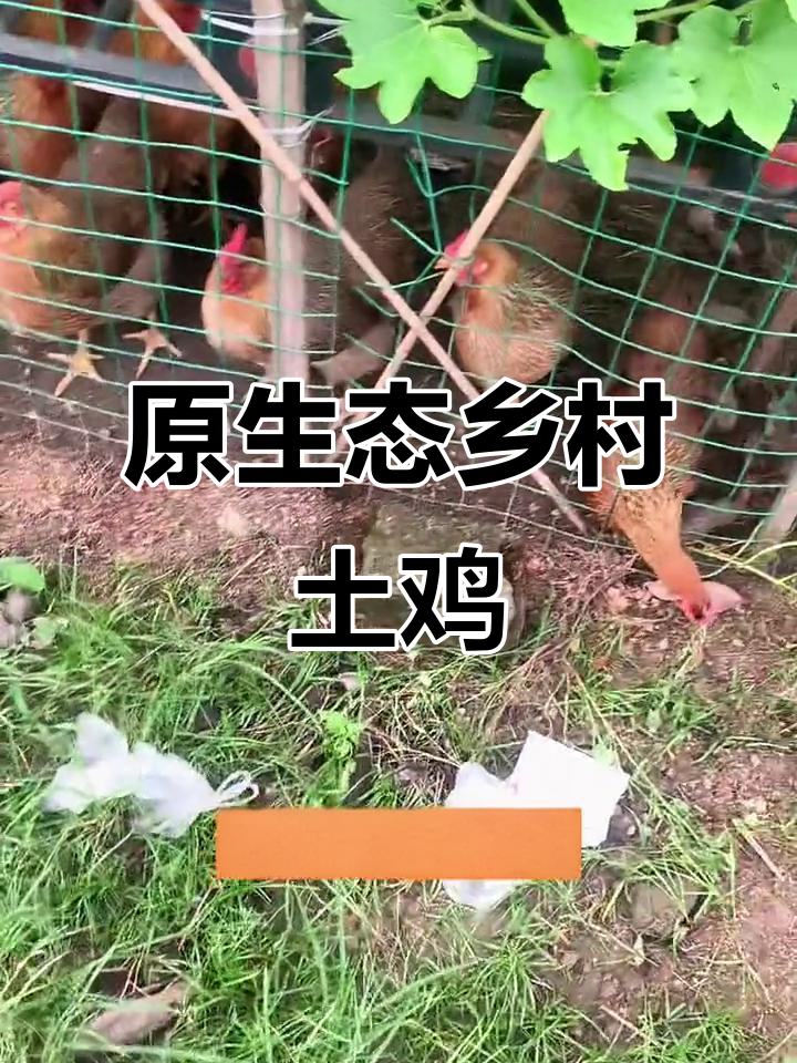乡村散养土鸡,田园生活小院里的原生态乐趣