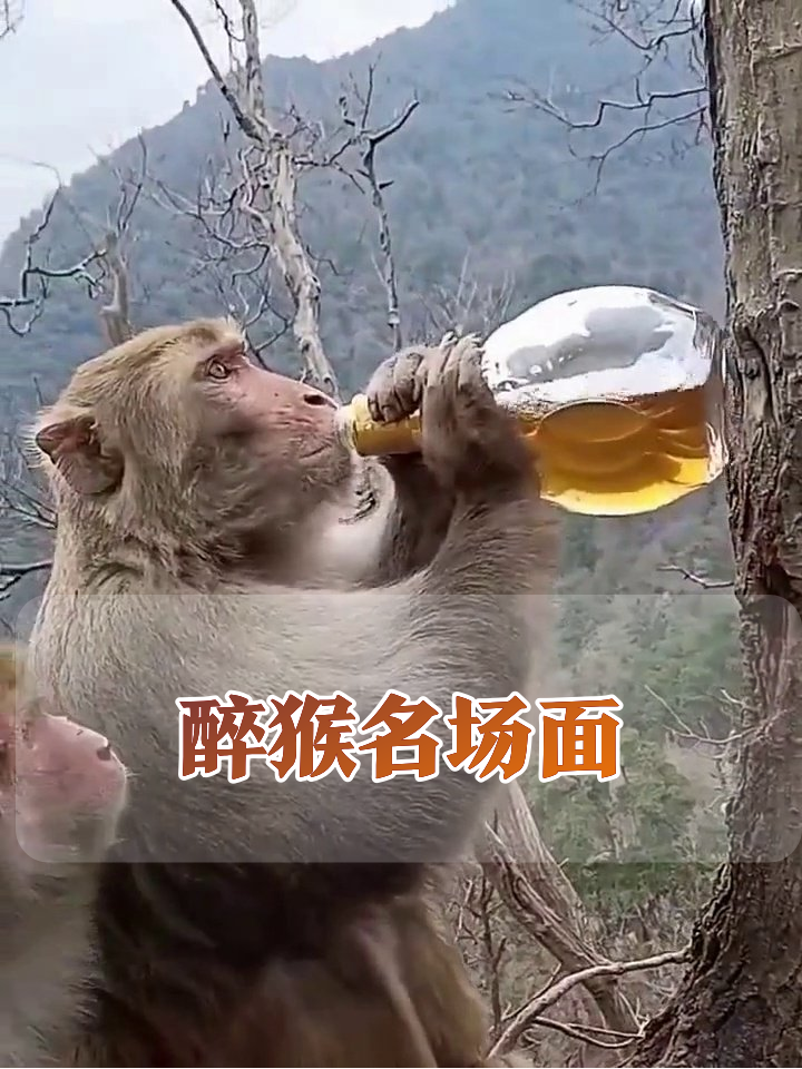 猴子偷喝啤酒秒变醉汉,同伴围观笑出表情包