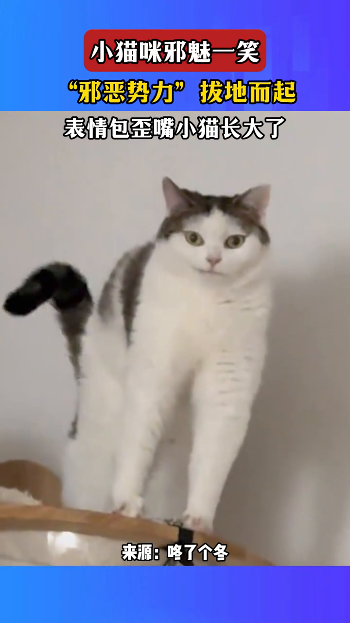 小猫咪邪魅一笑 “邪恶势力”拔地而起 表情包歪嘴小猫长大了