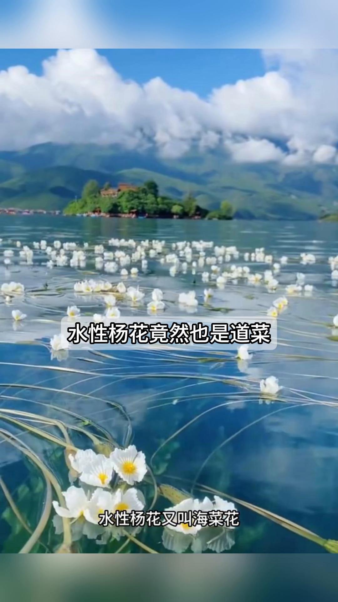 水性杨花,竟然也是道菜