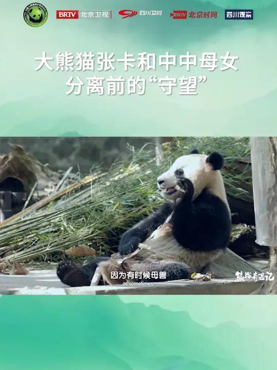 泪奔!大熊猫母女分离前的守望好感人!原来熊猫长到一定年纪,妈妈就会主动驱赶孩子,这是自然界
