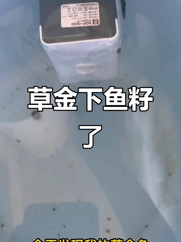草金鱼两年首次产卵,鱼籽粘在过滤上竟是这样!