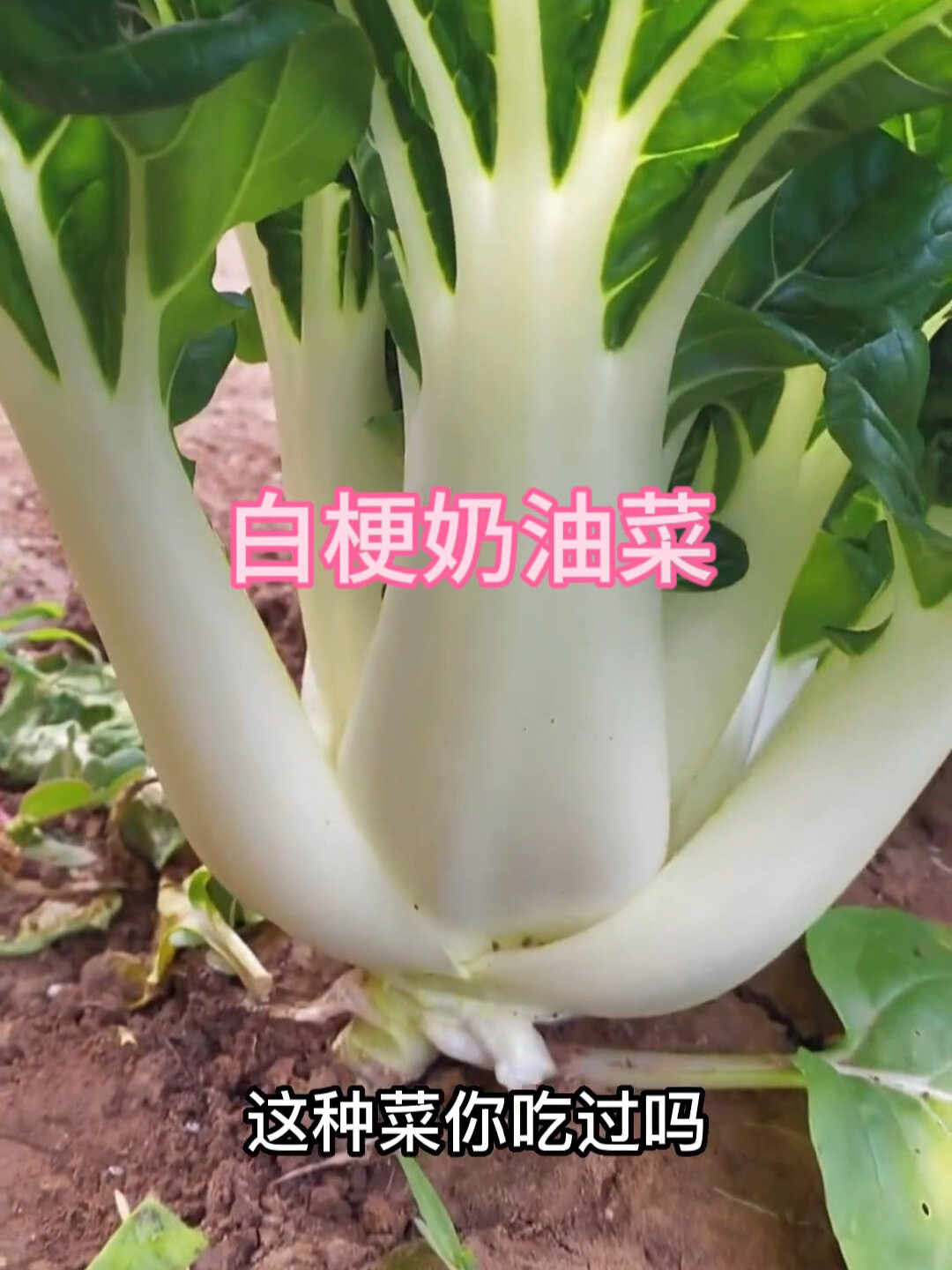 秋播种植:(一)白梗奶油菜