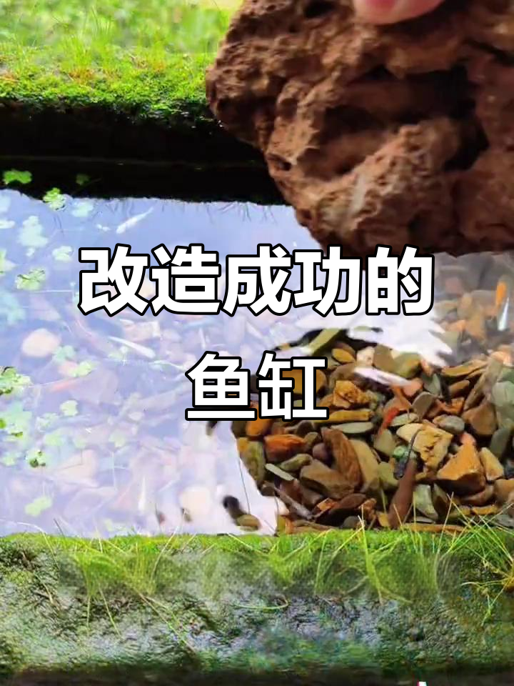 石槽改造变鱼缸,吸水石与植物打造自然景观